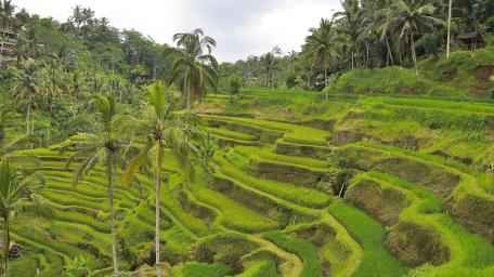 Breathtaking View of Tegallalang Rice Terraces in Bali wallpaper