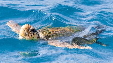 Sea Turtle's Peaceful Swim in Blue Waters wallpaper
