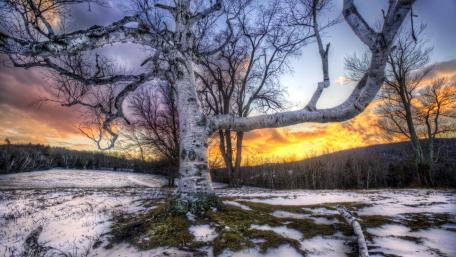 Winter Sunset Over Birch Tree Landscape wallpaper