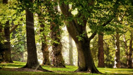 Sunlit Forest Tranquility wallpaper