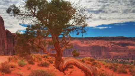 Windswept Splendor in Arches National Park Utah wallpaper