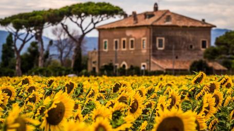 Golden Sunflower Dreams in Bloom wallpaper