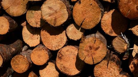 Rustic Logs Stacked Neatly in Nature's Embrace wallpaper