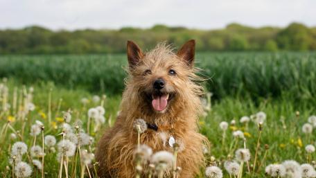 Cheerful Australian Terrier in Meadow wallpaper