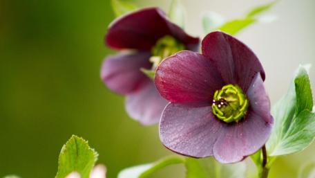Spring's Enchanting Blooms: Helleborus Orientalis wallpaper