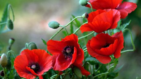 Vibrant Poppies Blooming in Nature's Embrace wallpaper