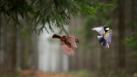 Forest Dance of Sparrows and Titmice wallpaper
