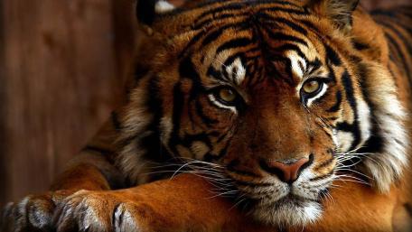 Majestic Sumatran Tiger in Repose wallpaper