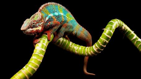 Vibrant Chameleon on Black Background wallpaper
