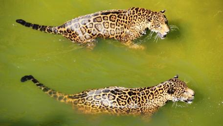 Jaguars Swimming in Harmony wallpaper