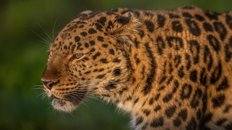 Majestic Leopard in Natural Habitat wallpaper