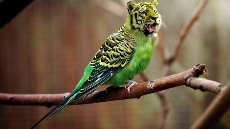 Tiger Parrot Roaring wallpaper