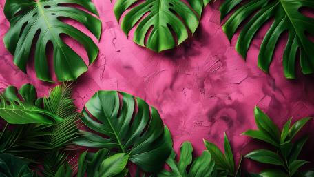 Lush Monstera on Vibrant Pink wallpaper