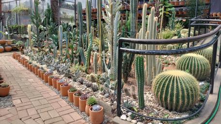 Beautiful collection of cactus plants wallpaper