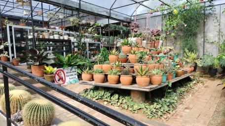 Plants and Pots wallpaper
