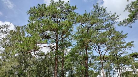 Lots of Pines wallpaper