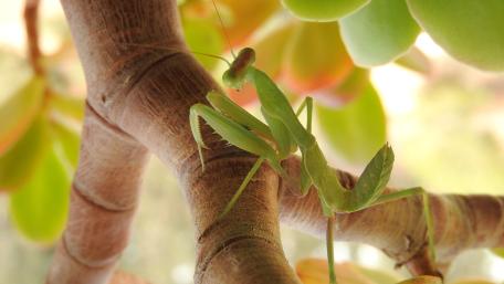 Green Mantis on a Branch in Macro Detail wallpaper