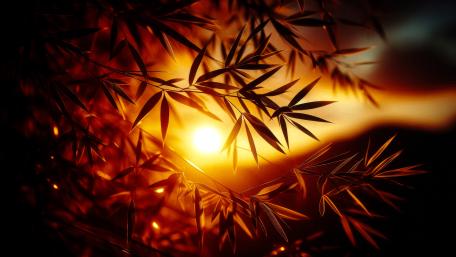 Sunset seen through Bamboo leaves on a Summer evening wallpaper