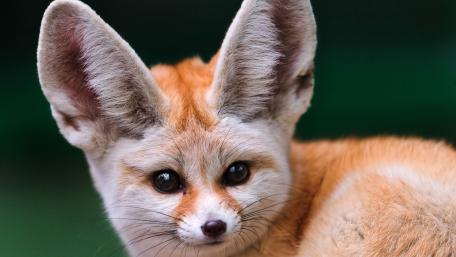 Adorable Fennec Fox with Big Ears Wallpape wallpaper