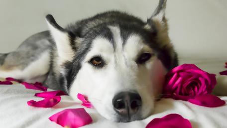 Restful Husky Among Rose Petals wallpaper