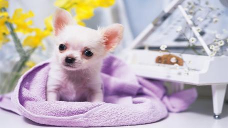 Charming Chihuahua in Cozy Comfort wallpaper