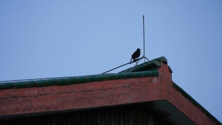Majestic Bird on Rooftop Perched High Above the World wallpaper