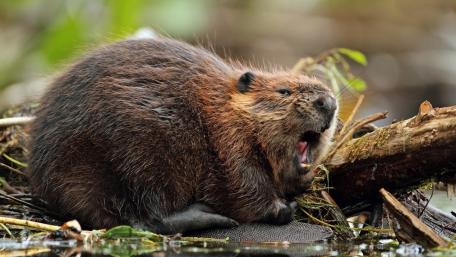 Beaver's Natural Habitat Harmony wallpaper