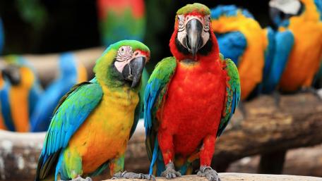 Scarlet Macaws in Vibrant Harmony wallpaper