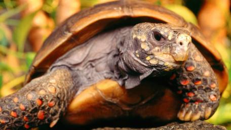 Tortoise Close-Up in Lush Habitat wallpaper