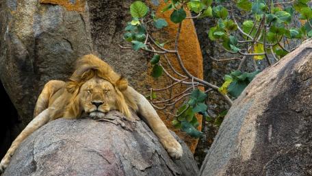 Lazy Lion Lounge wallpaper