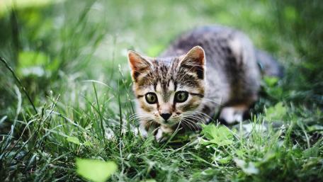 Playful Tabby Kitten in Lush Greenery wallpaper