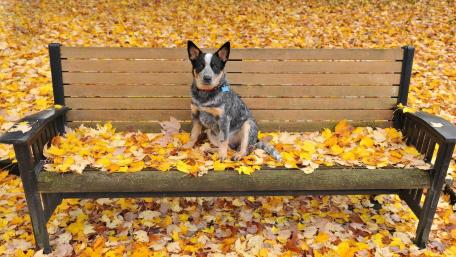 Autumn Serenity with an Australian Cattle Dog on a Bench wallpaper