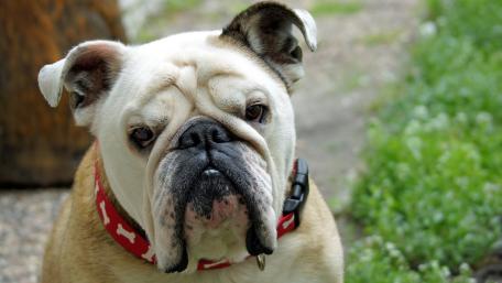 Charming Bulldog with a Playful Collar Feature wallpaper