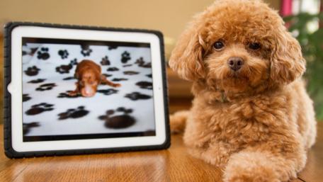 Poodle Perfection Digital Delight wallpaper
