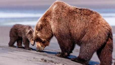 Mother and Cub Against the World wallpaper