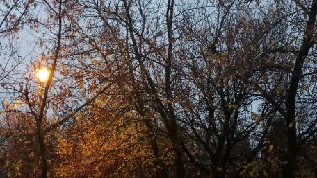 Golden Glow of Autumn Trees in Twilight wallpaper
