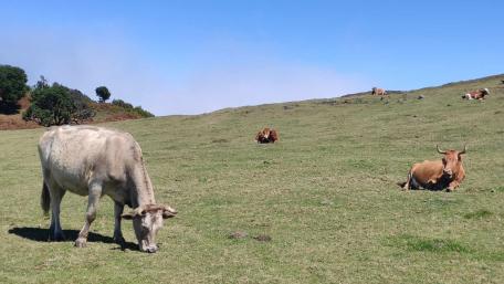Tranquil Cows Grazing in Madeira's Pastures wallpaper