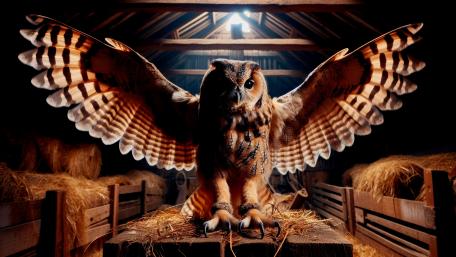 Barn Owl stretching its wings wallpaper