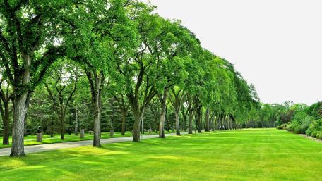 Tree-Lined Serenity in a Lush Park wallpaper