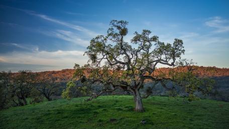 Majestic Oak at Sunset in Tranquil Wilderness wallpaper