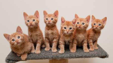 Playful Ginger Kittens Sitting Together wallpaper
