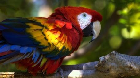 Scarlet Macaw in Tropical Haven wallpaper