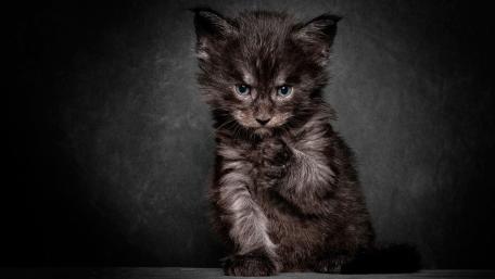 Grumpy Black Kitten Charm wallpaper