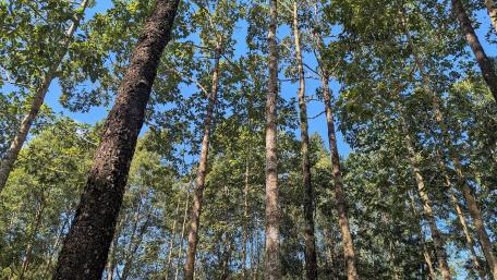 Forest Canopy in Khao Yai National Park wallpaper