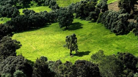 Green Oasis from Above wallpaper
