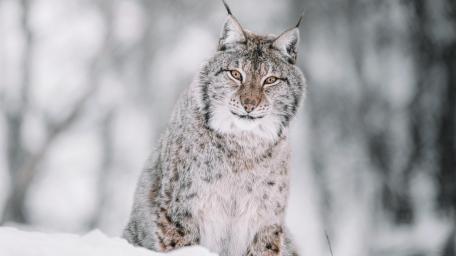 Winter Majesty of the Silent Lynx wallpaper