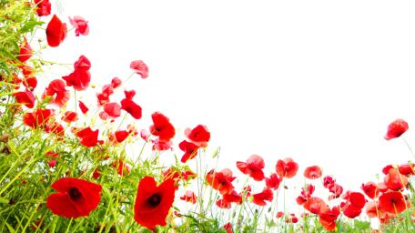 Red Poppies Against a White Canvas wallpaper