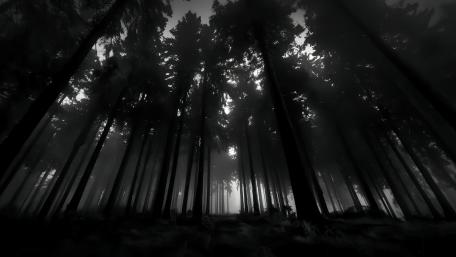 Enigmatic Forest in Monochrome Splendor wallpaper