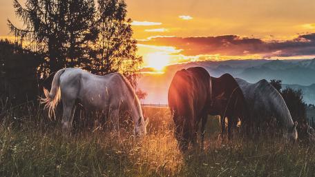 Grazing Horses at Sunset Serenity   wallpaper