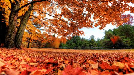 Autumn Serenity in 4K Splendor wallpaper